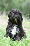 TERRIER DU TIBET 365